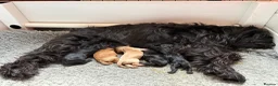 Mixed Breed dogs for sale: Delightful Schnockerpoo Puppies  - Advert 9