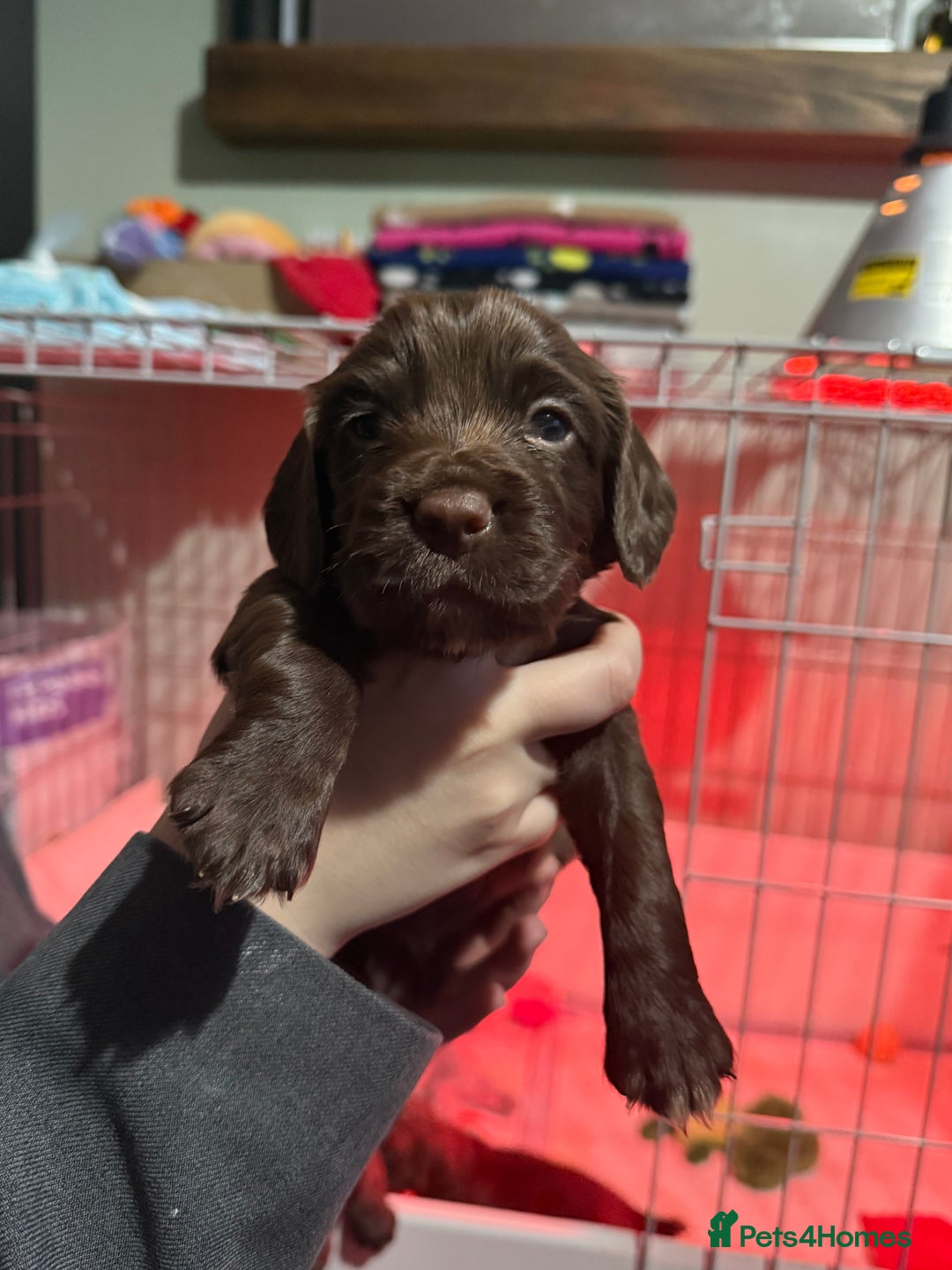 Cocker Spaniel dogs for sale: Working Cocker Spaniels - Advert 3