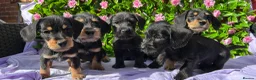 Doxiepoo dogs for sale: SCHNOXIES F1 EXTENSIVEY HEALTH TESTED - Advert 6