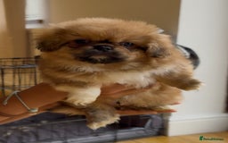 Pekingese dogs for sale: Gorgeous Pekingese puppies  - Image 16