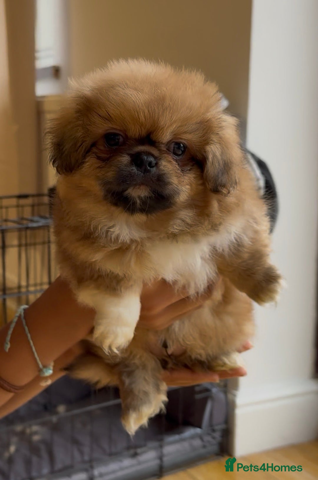 Pekingese dogs for sale: Gorgeous Pekingese puppies  - Image 16