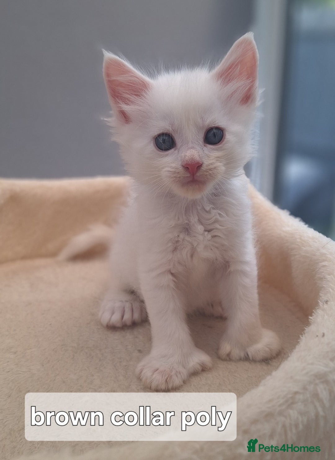 Maine Coon cats for sale: Mainecoon kittens some Polydactyl  - Image 3