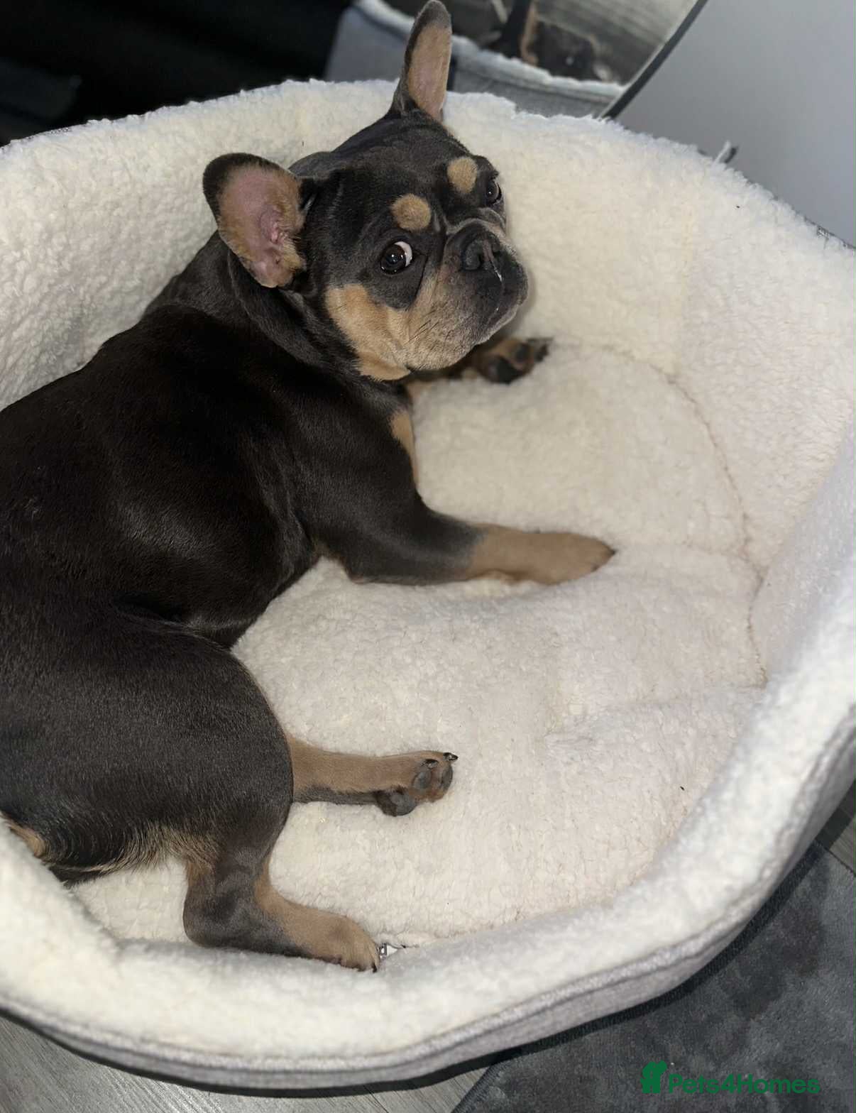 French Bulldog dogs Female French bulldog  - Advert 1