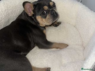French Bulldog dogs Female French bulldog - Advert 1