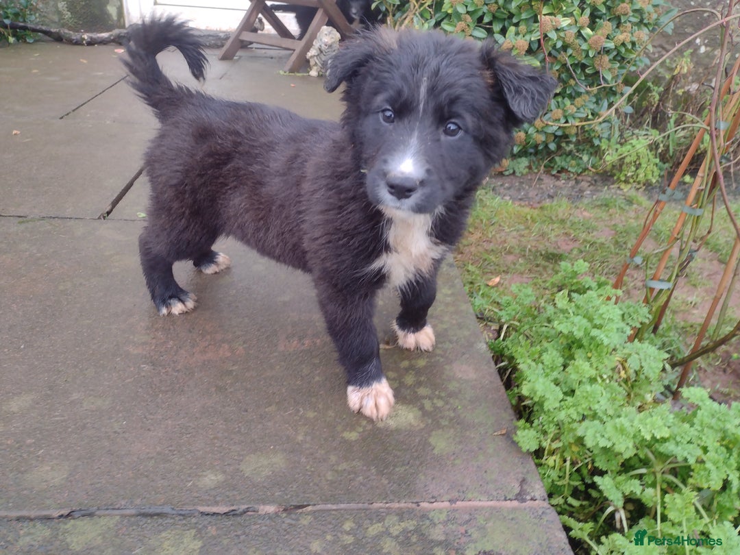 Mixed Breed dogs for sale: Collie X Sheepdog Puppies - Advert 8