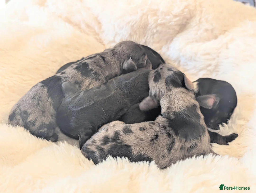 Miniature Dachshund dogs for sale: 🏆 Russian Champion lines + longhaired mini daxies - Advert 1