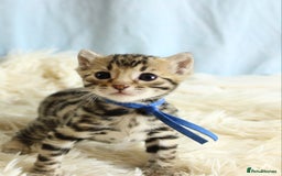 Bengal cats for sale: 🔥Stunning Bengal kittens Available🔥 - Image 5