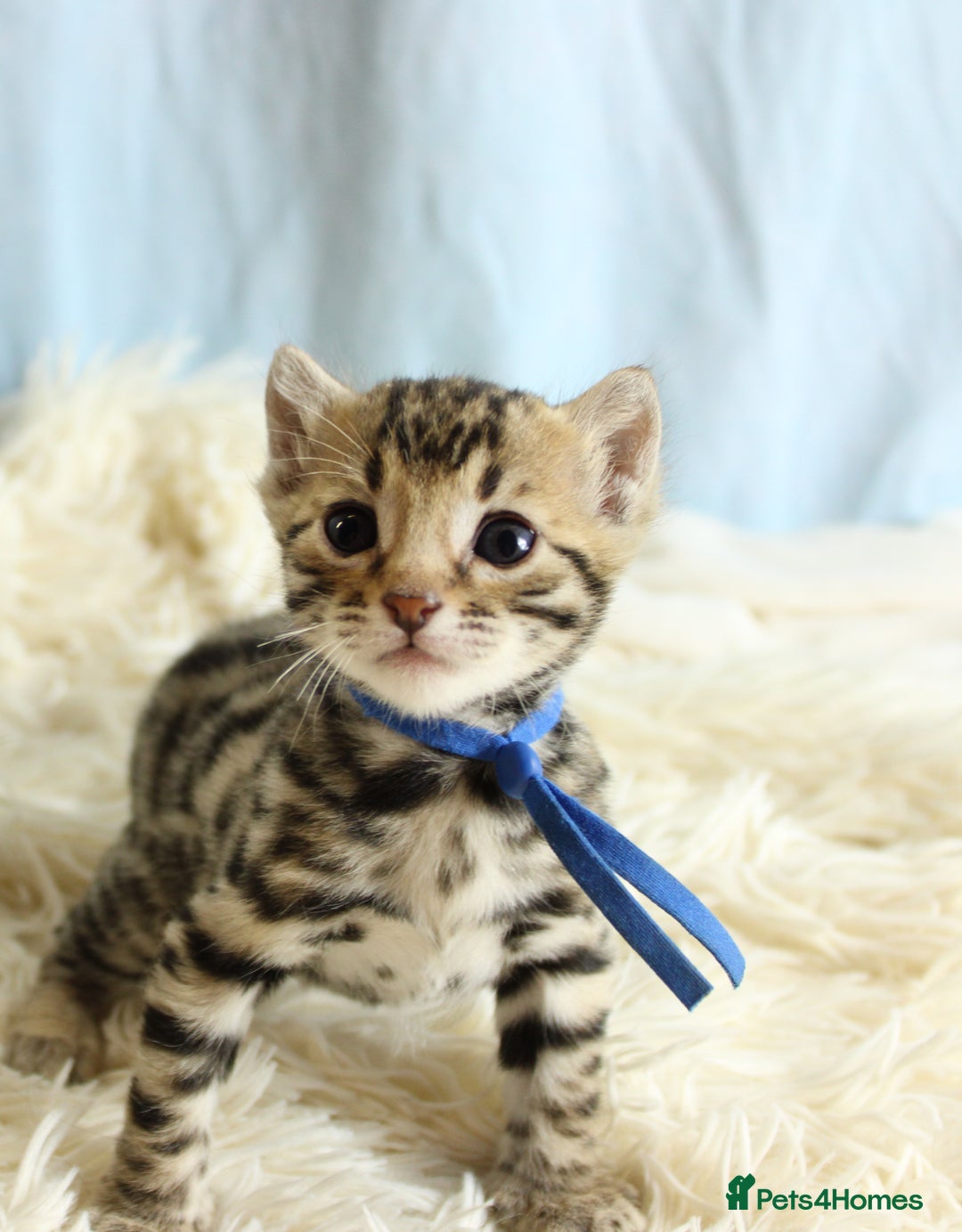 Bengal cats for sale: 🔥Stunning Bengal kittens Available🔥 - Image 5