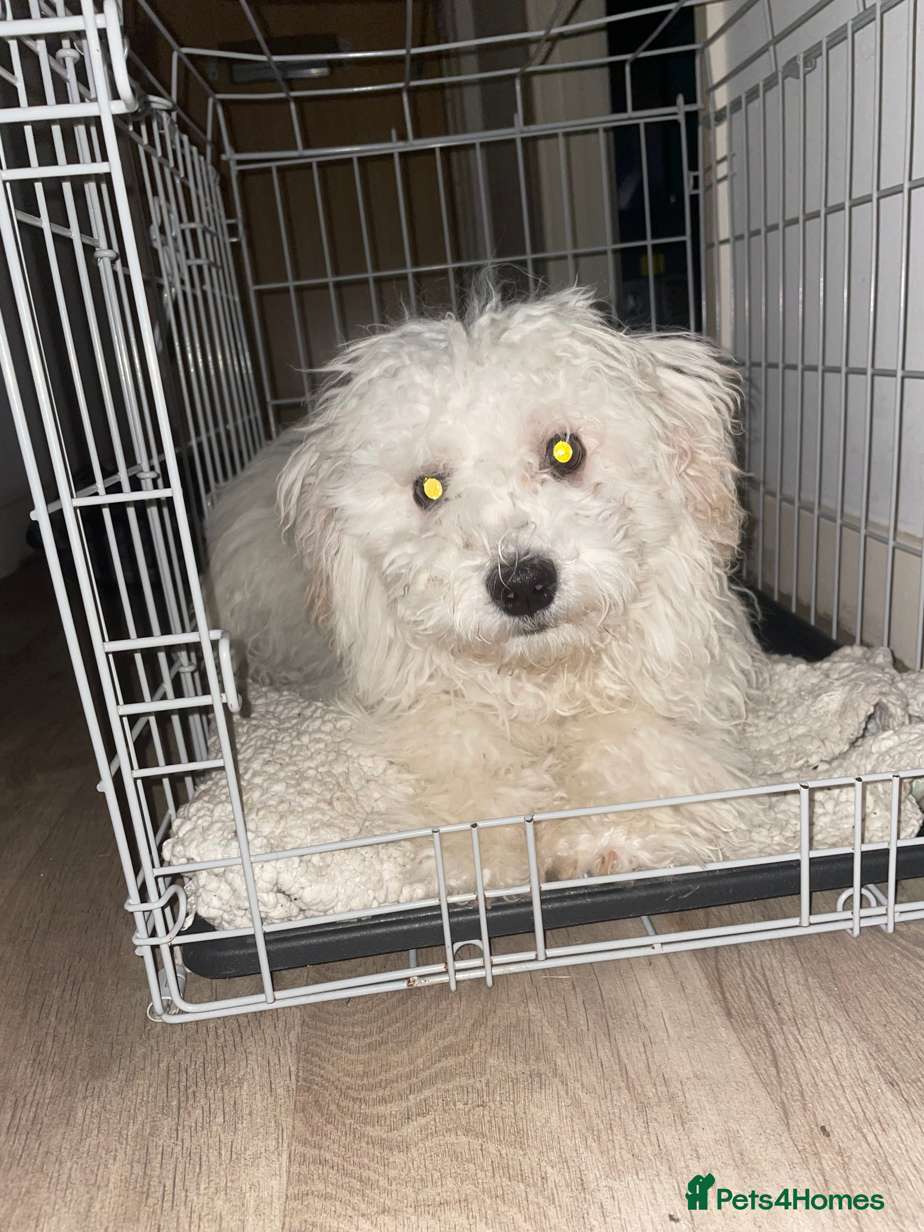 Mixed Breed dogs Remi  - Advert 2