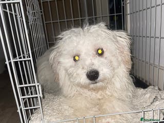 Mixed Breed dogs Remi - Advert 3