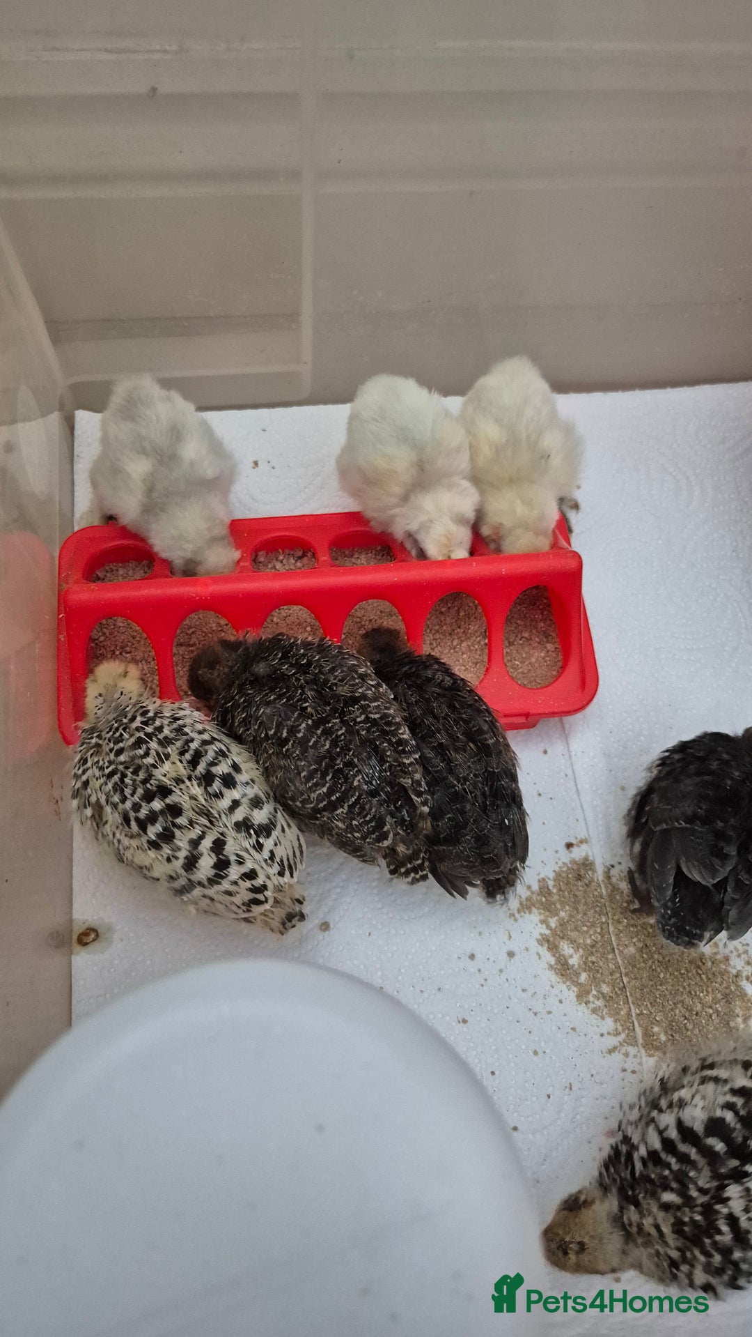 Quail poultry for sale: Jumbo celadon quail/Bantams chicks & more - Image 8