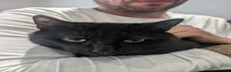 Mixed Breed cats for sale: Shadow tabby he is mixed bengle and short hair in Farnham - Advert 7