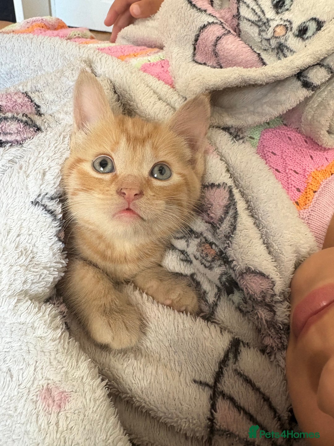 American Shorthair cats for sale: Ginger female kitten  - Image 2