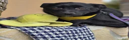 Mixed Breed dogs for adoption: ❤️🐶 INDY – DELICATE LIKE CRYSTAL, FULL OF LOVE in Burton-on-Trent - Advert 8