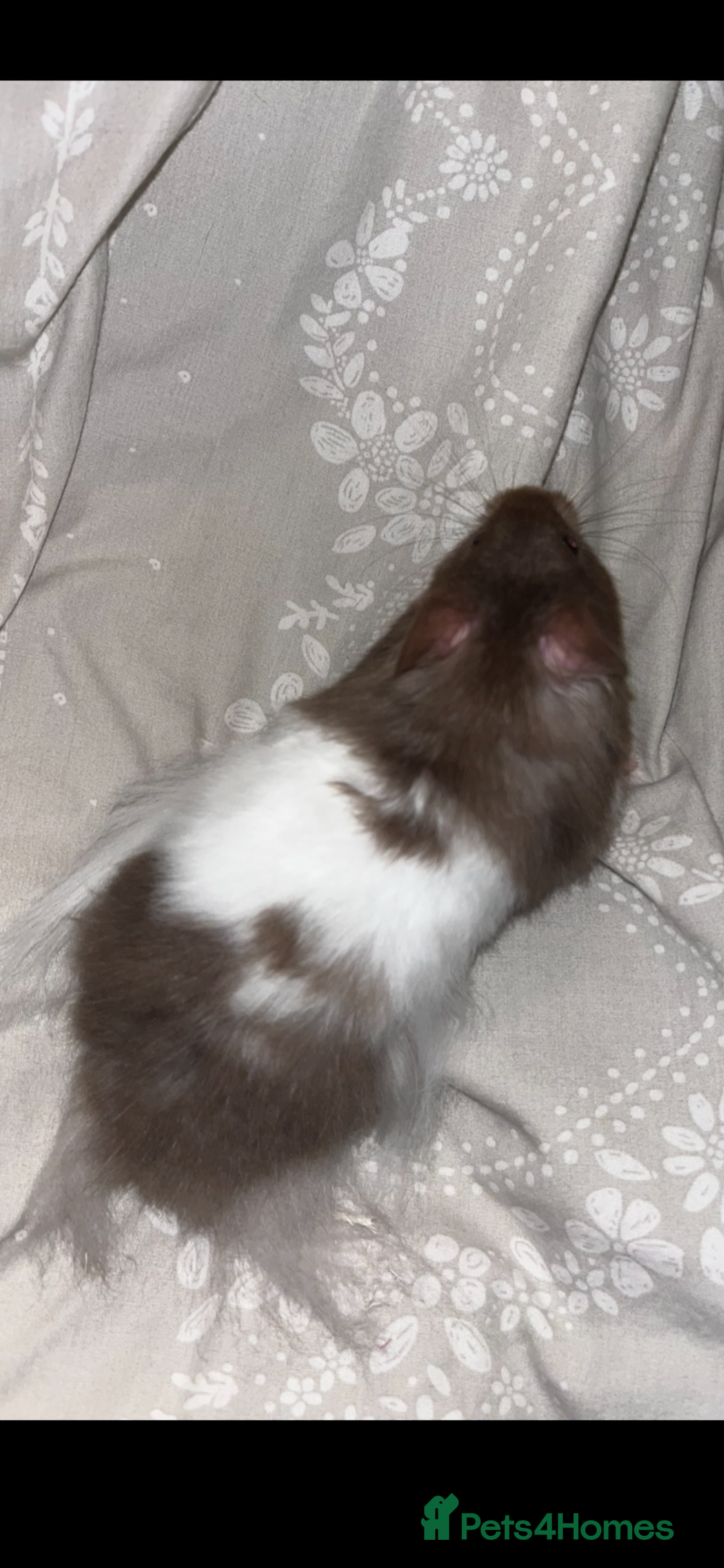 Hamster rodents for sale: male hamster  - Advert 2