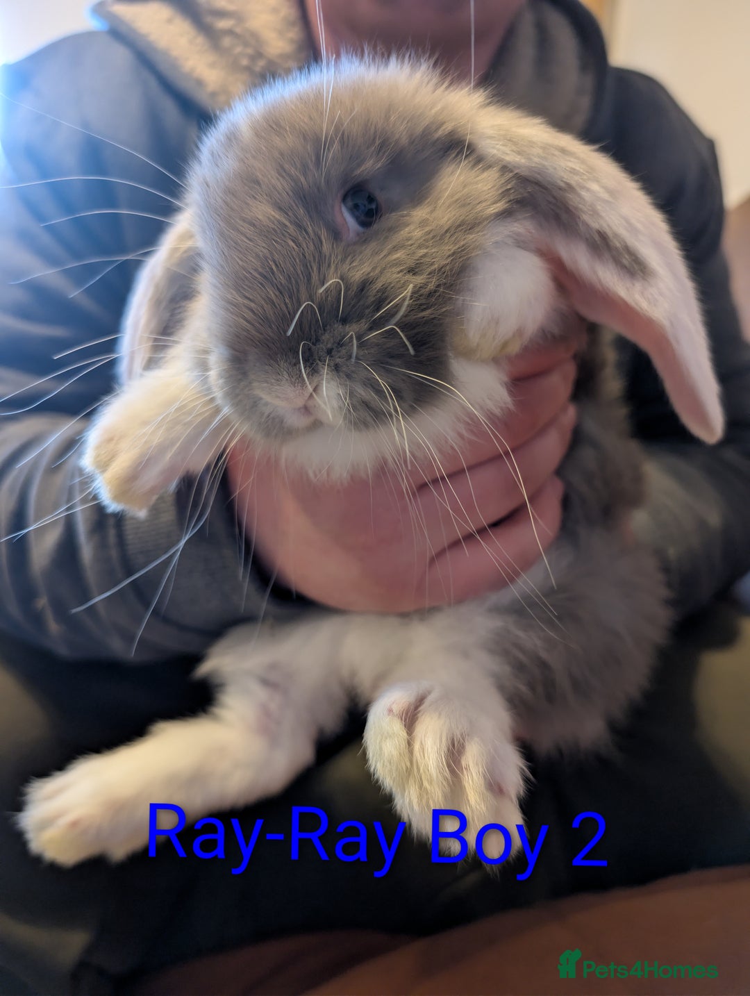 Continental Giant rabbits for sale: Giant bunnies  - Advert 8