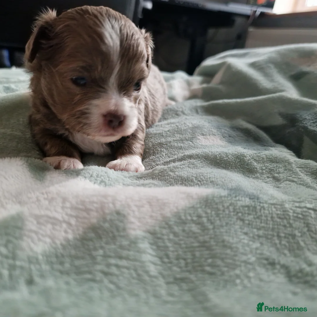 Chihuahua dogs for sale: Beautiful Chihuahua Puppies  - Advert 8