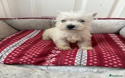 West Highland Terrier dogs for sale: Beautiful West highland terrier puppies  - Image 5