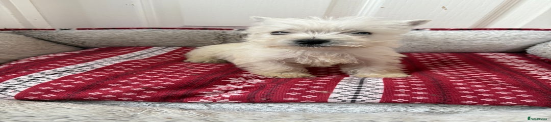 West Highland Terrier Puppy 4
