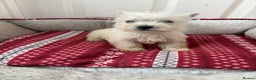 West Highland Terrier dogs for sale: Beautiful West highland terrier puppies  - Advert 12