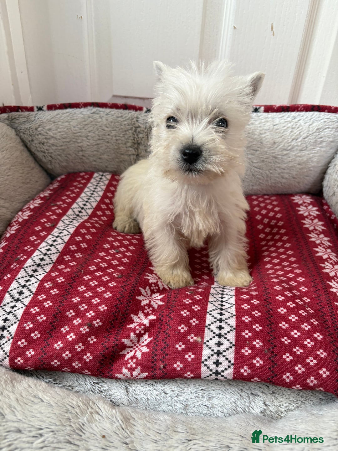 West Highland Terrier dogs for sale: Beautiful West highland terrier puppies  - Image 5