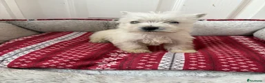 West Highland Terrier Puppy 4