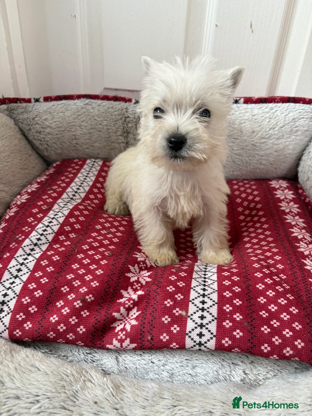 West Highland Terrier dogs for sale: Beautiful West highland terrier puppies  - Advert 12