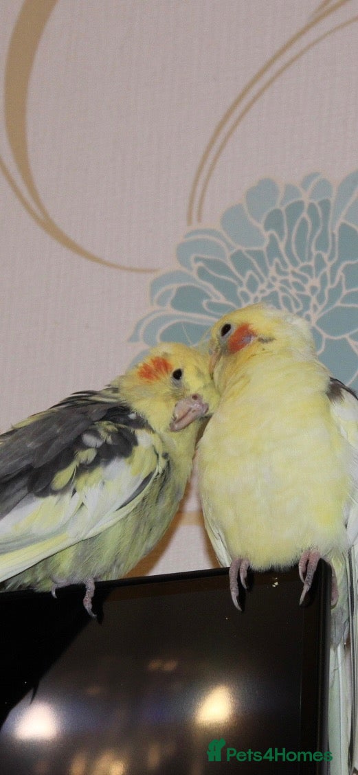 Cockatiels birds Two cockatiels bonded  - Advert 9