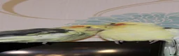 Cockatiels birds for sale: Two cockatiels bonded  in Edinburgh - Advert 1