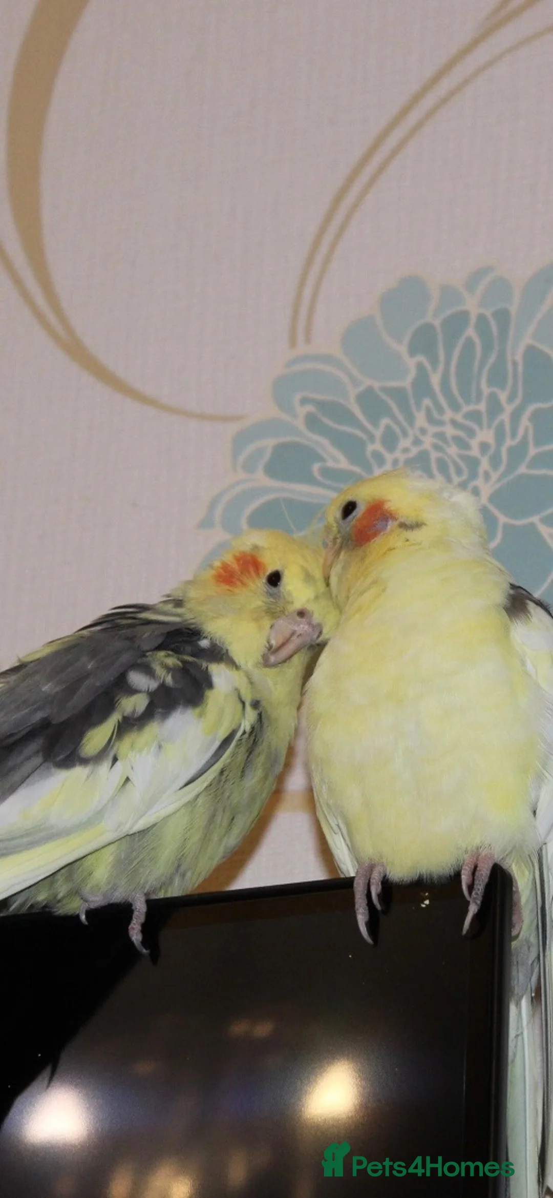 Cockatiels birds for sale: Two cockatiels bonded  in Edinburgh - Advert 1