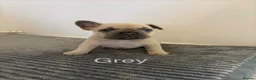 French Bulldog dogs for sale: KC French bulldog puppies - Advert 10