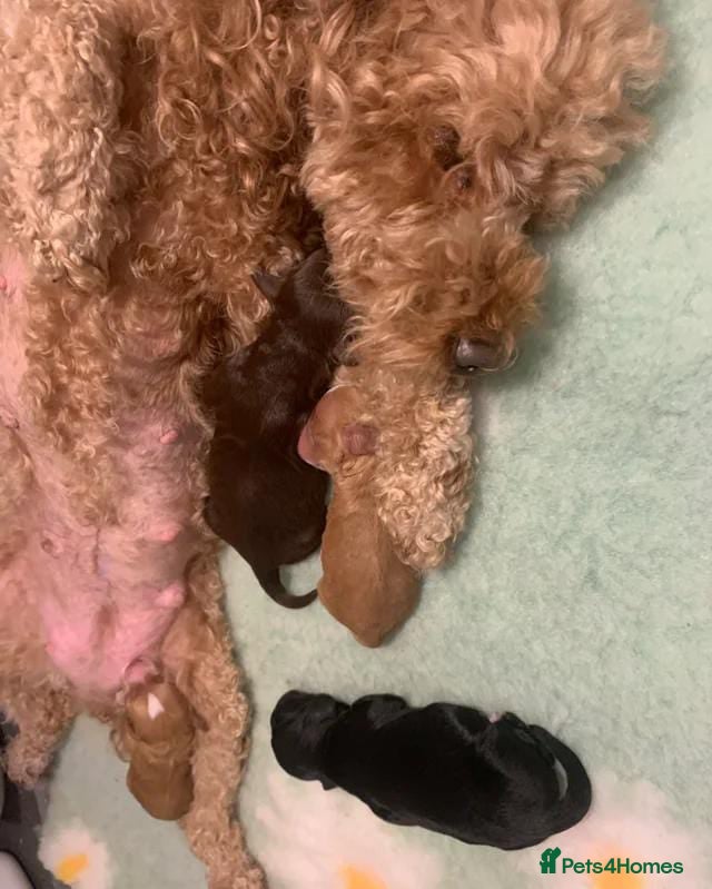 Cockapoo dogs A litter of beautiful cockapoos - Advert 5