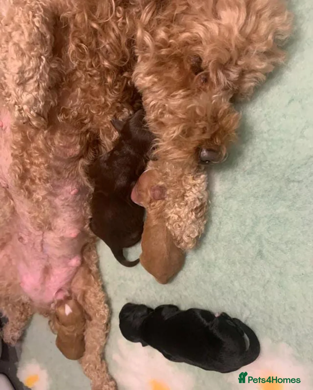 Cockapoo dogs for sale: A litter of beautiful cockapoos in Manchester - Advert 1