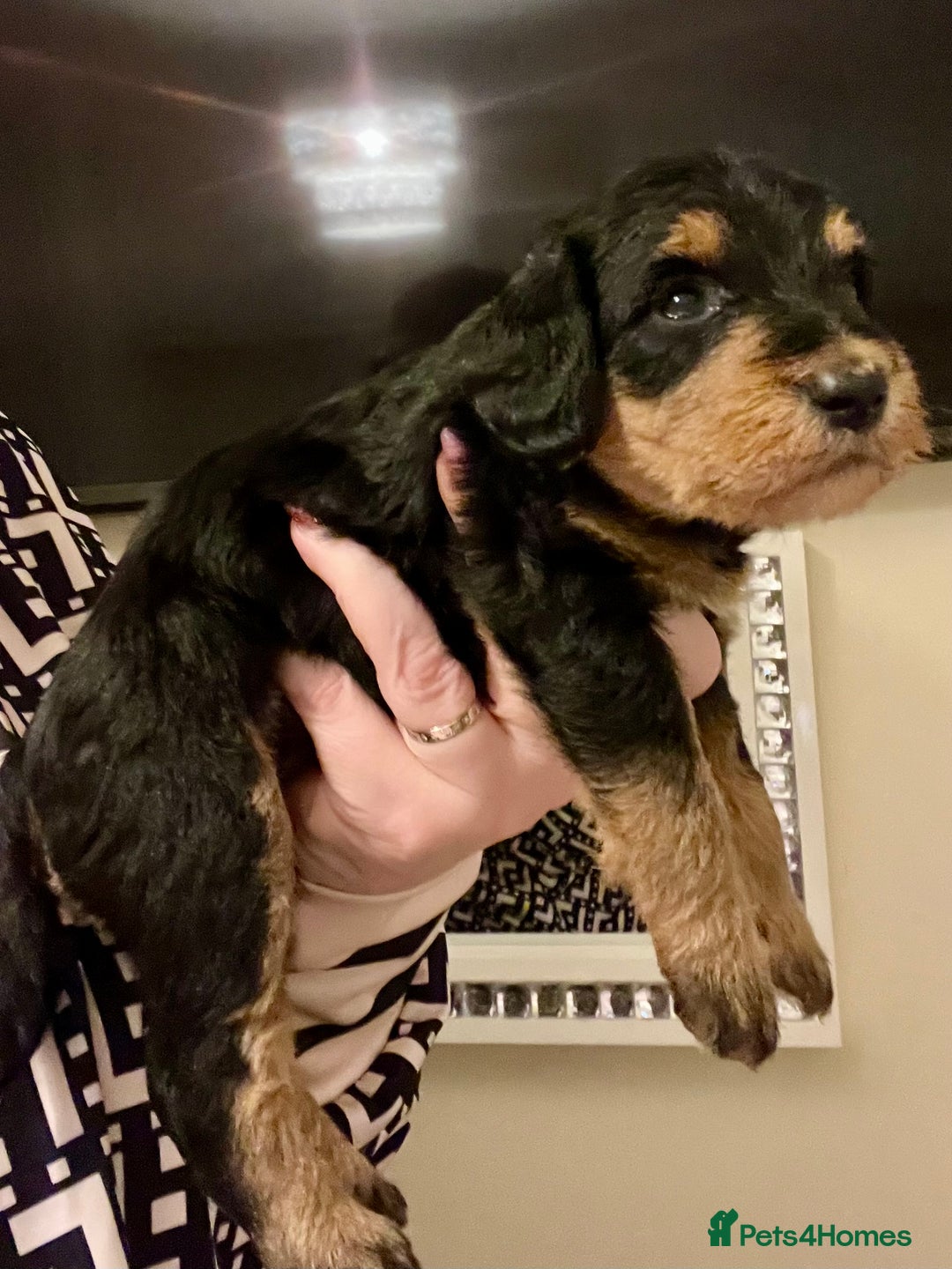 Mixed Breed dogs for sale: 🐾🐶Adorable and very cute Cavaschnauzer 🐶🐾 - Image 10