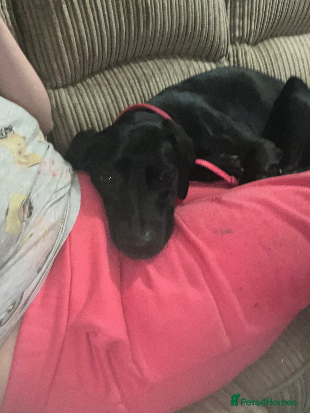 Mixed Breed dogs for sale: Gorgeous greyhound cross weimaraner - Advert 11