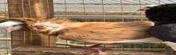 Pigeons birds for sale: Old Dutch Capuchine for sale - Advert 3