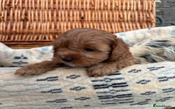 Cockapoo dogs for sale: ❤️ Tiny Deep Red Miniature F1b Cockapoo Pup's  - Image 38
