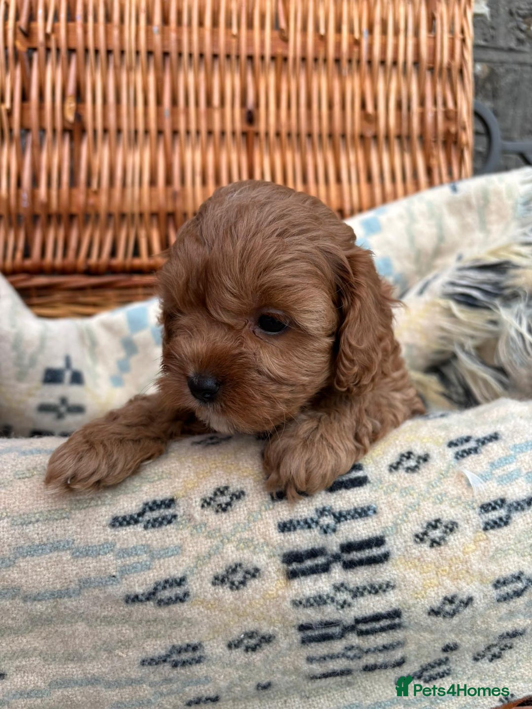 Cockapoo dogs for sale: ❤️ Tiny Deep Red Miniature F1b Cockapoo Pup's  - Image 38