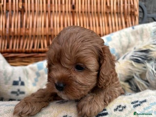 Cockapoo dogs - Advert 5