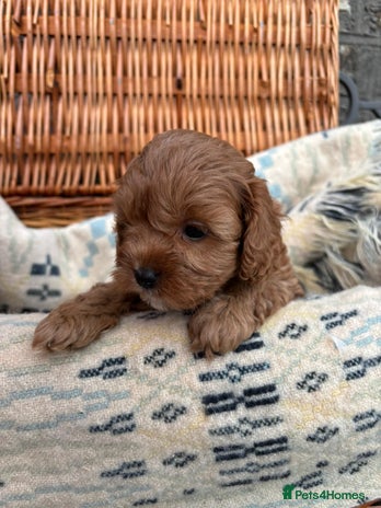 Cockapoo dogs - Advert 6