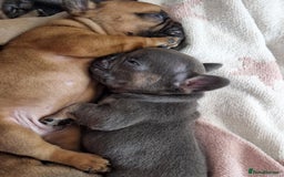 French Bulldog dogs for sale: Full pedigree French bulldog puppies  - Image 6