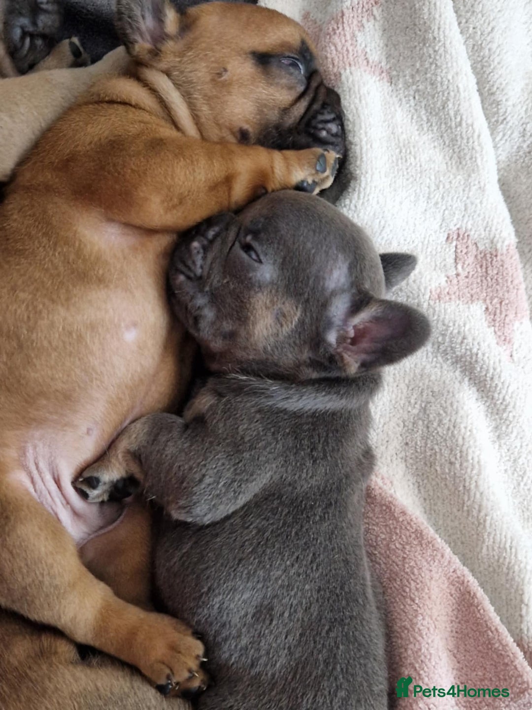 French Bulldog dogs for sale: Full pedigree French bulldog puppies  - Image 6