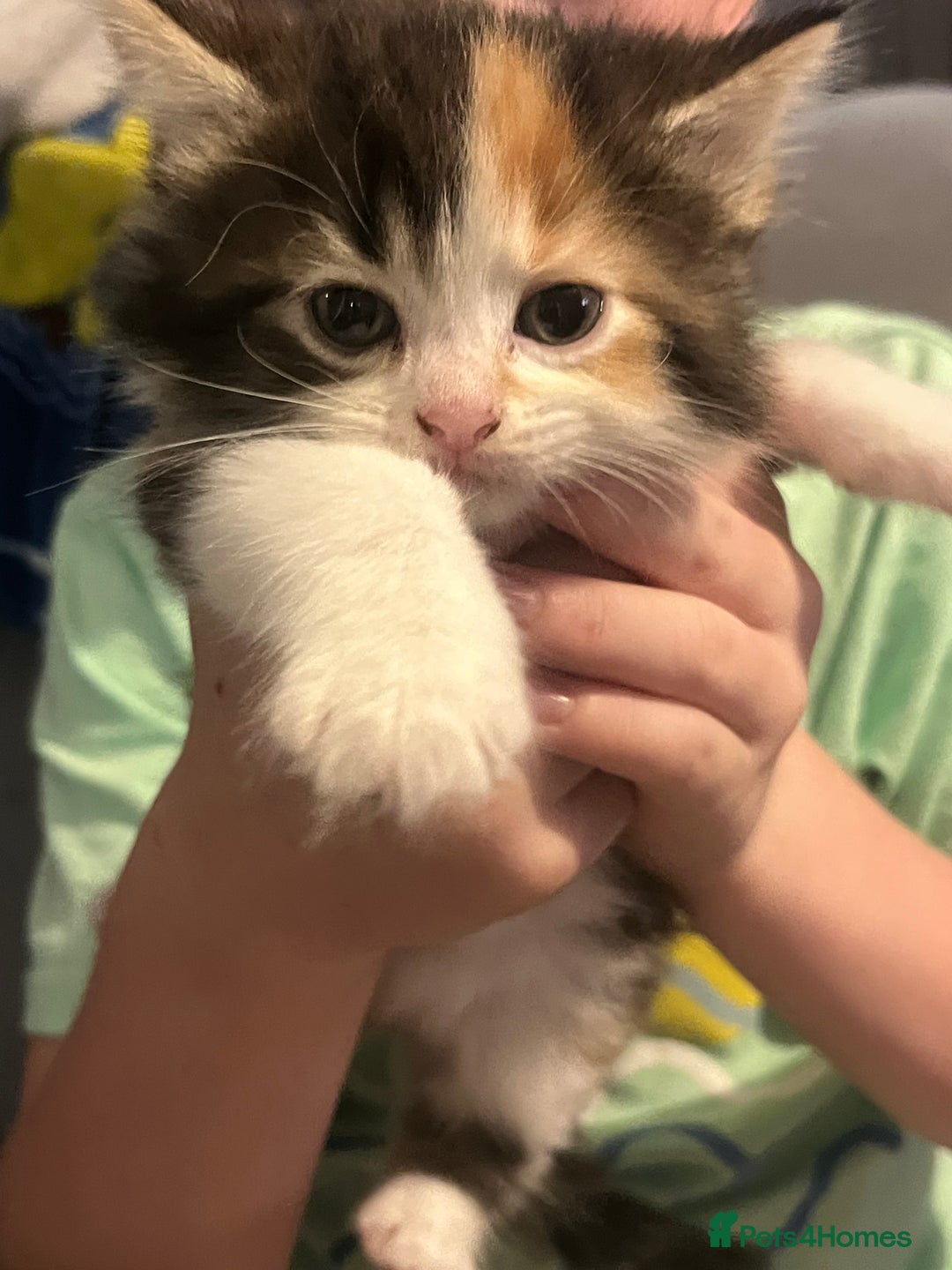 British Longhair cats for sale: Kittens  - Image 1
