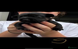 Mixed Breed dogs for sale: French yorkie (frorkie) puppies  - Image 12