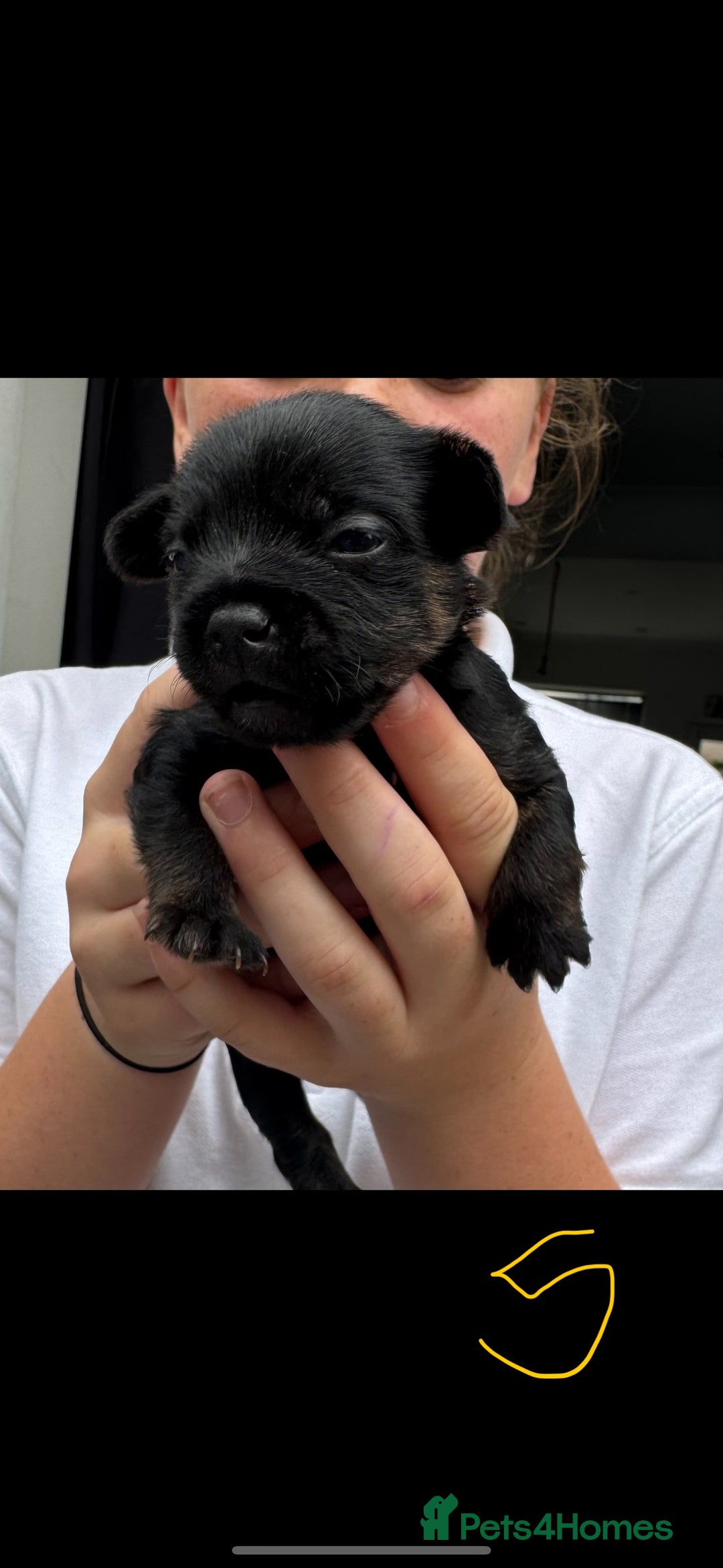 Mixed Breed dogs for sale: French yorkie (frorkie) puppies  - Image 12