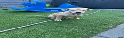 Lurcher dogs for sale: Collie Lurcher  - Advert 5