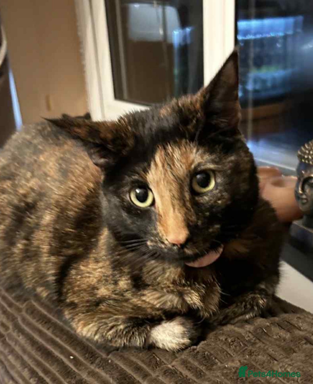 Domestic Shorthair cats for sale: Female cat looking for forever home - Image 1