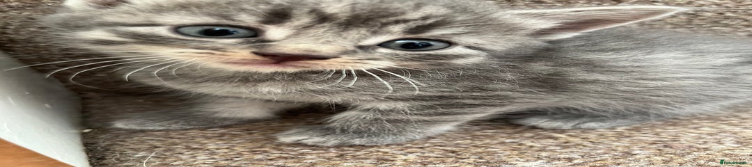 British Shorthair Kitten 6