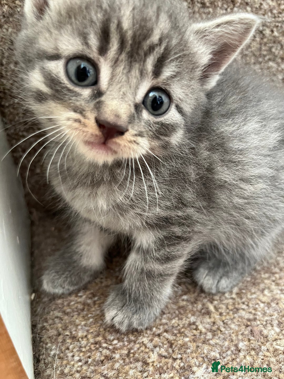 British Shorthair cats for sale: Grey & Black kittens for sale  - Image 2