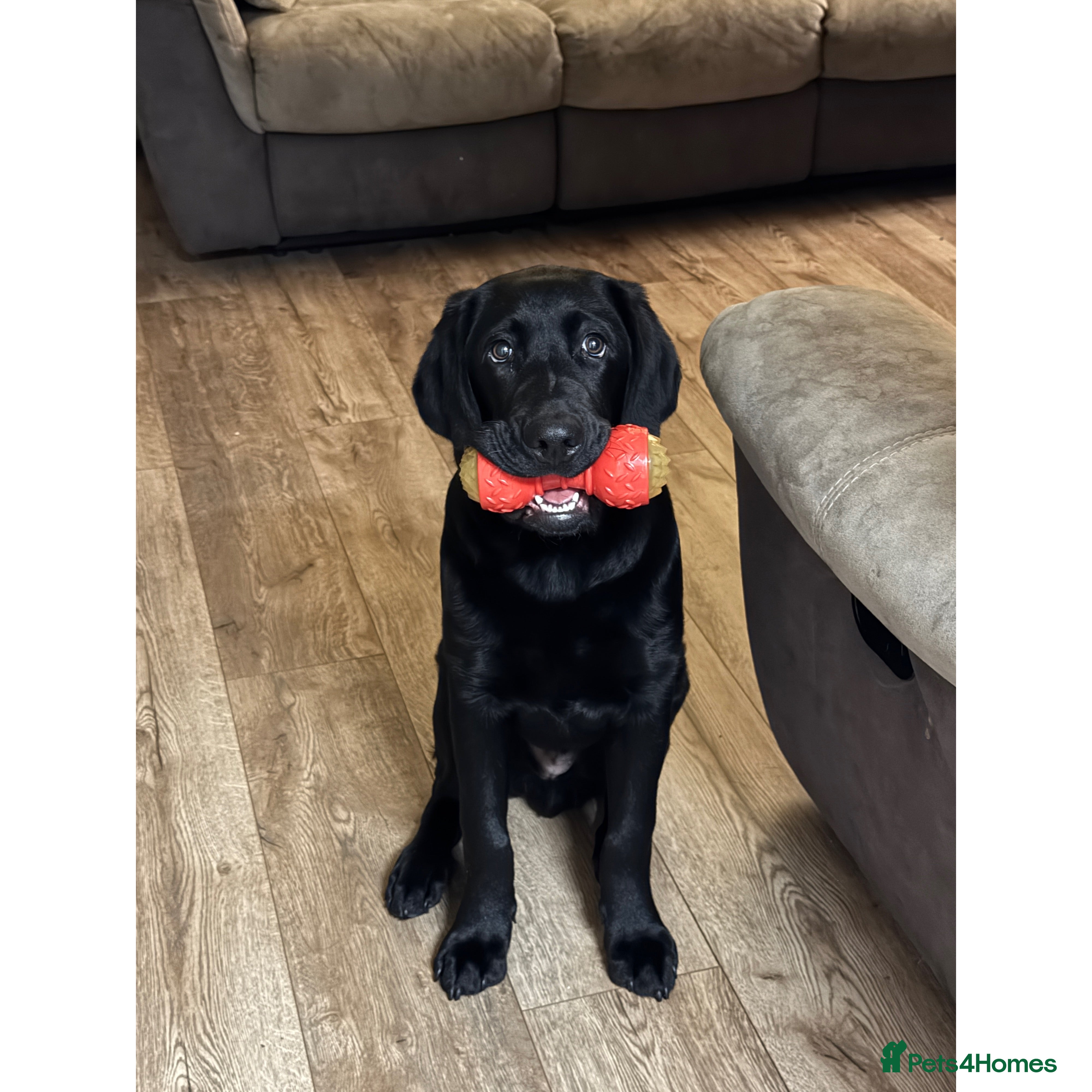 Labrador Retriever dogs 6 month old Labrador retriever - Advert 7